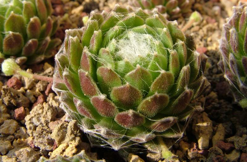 Sempervivum arachnoideum tomentosum 