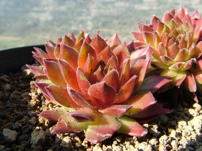 Sempervivum cv. 'Hart' 