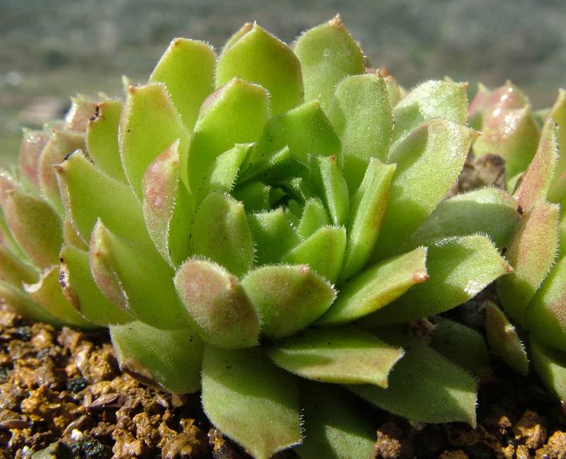 Sempervivum atlanticum 