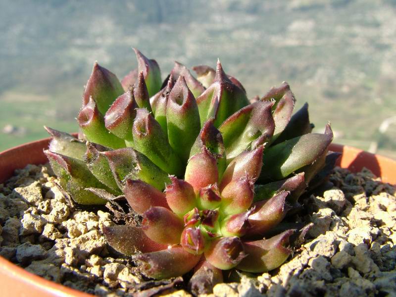 Sempervivum cv. 'hoddity' 