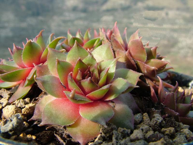 Sempervivum borissovae 