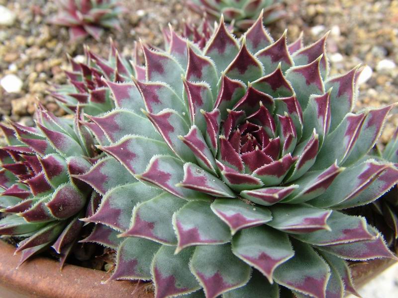 Sempervivum calcareum 