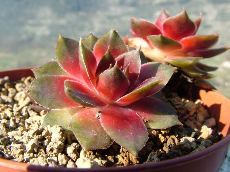 Sempervivum cv. 'Saluzzo' 