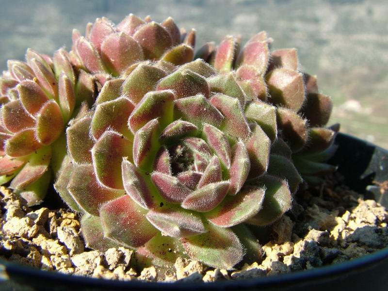 Sempervivum cv. 'Beta' 