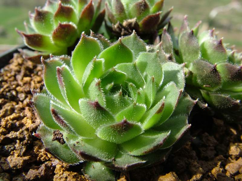 Sempervivum italicum 