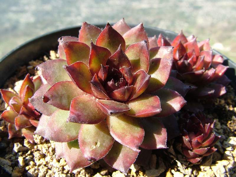 Sempervivum cv. 'black mountain' 