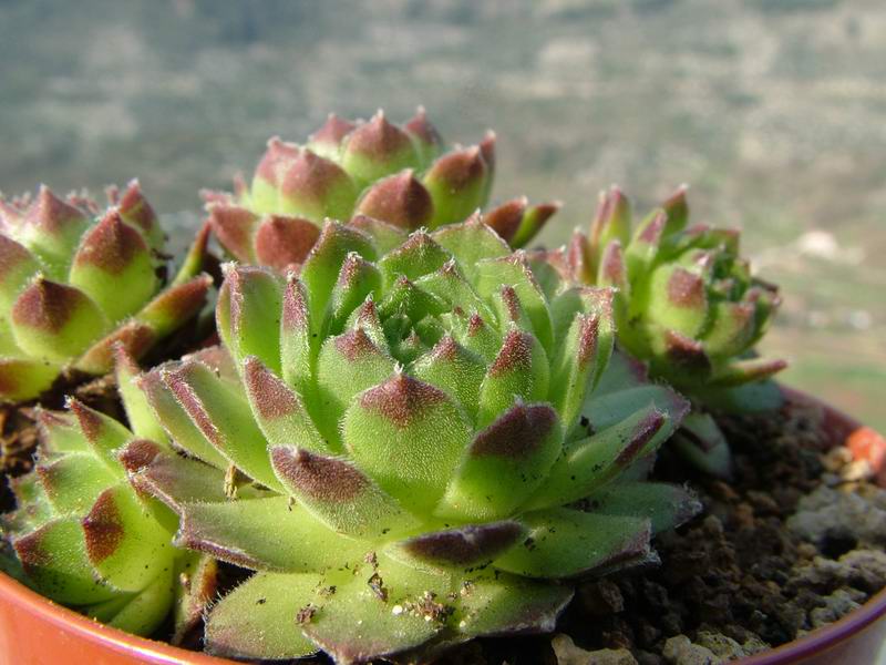 Sempervivum giuseppii 