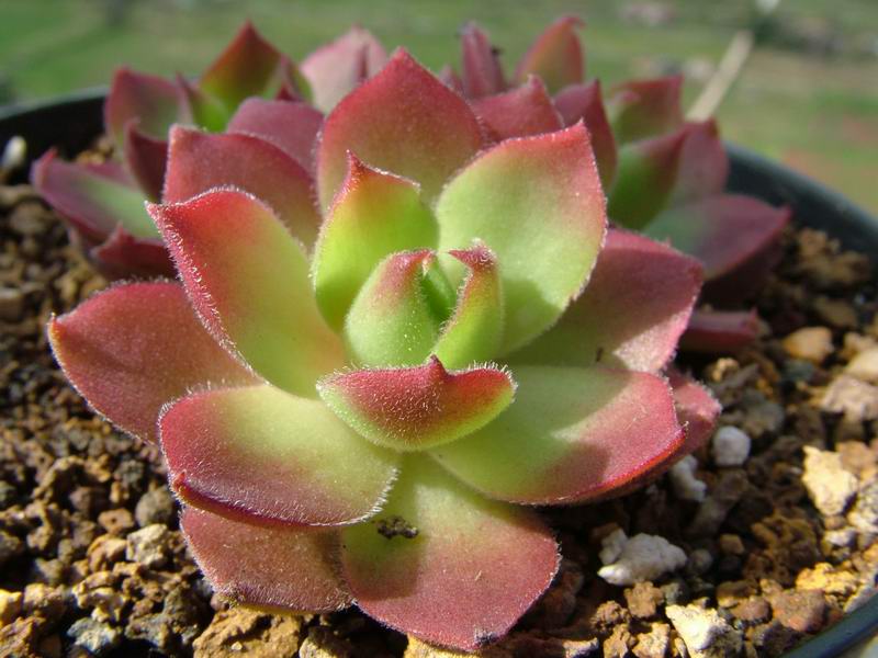 Sempervivum juvanii 