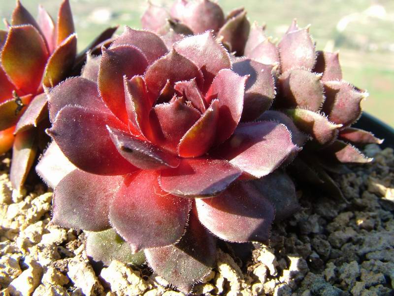 Sempervivum cv. 'Dyke' 