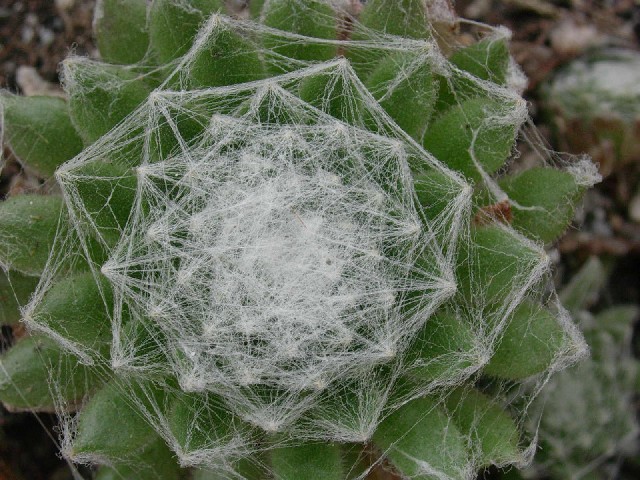 sempervivum arachnoideum 