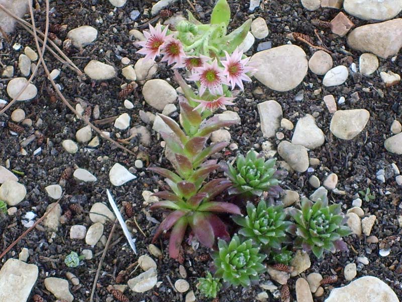 Sempervivum cv. 'silberkarneol' 