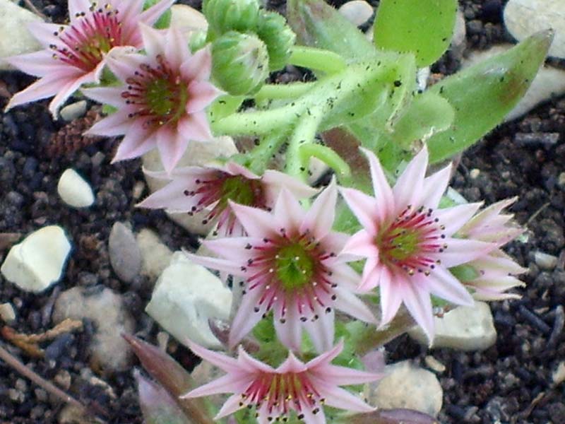 Sempervivum cv. 'silberkarneol' 