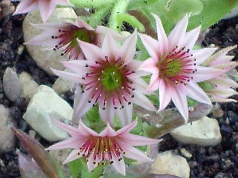 Sempervivum cv. 'silberkarneol' 