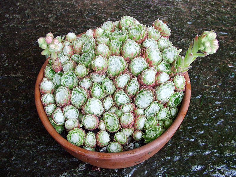 sempervivum arachnoideum