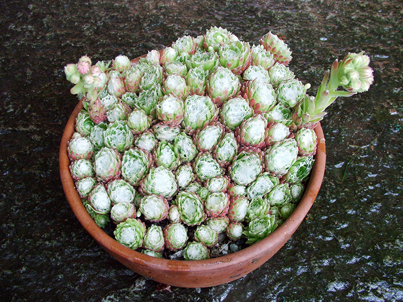 Sempervivum arachnoideum 