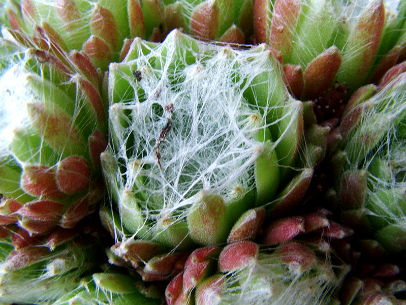 Sempervivum arachnoideum 