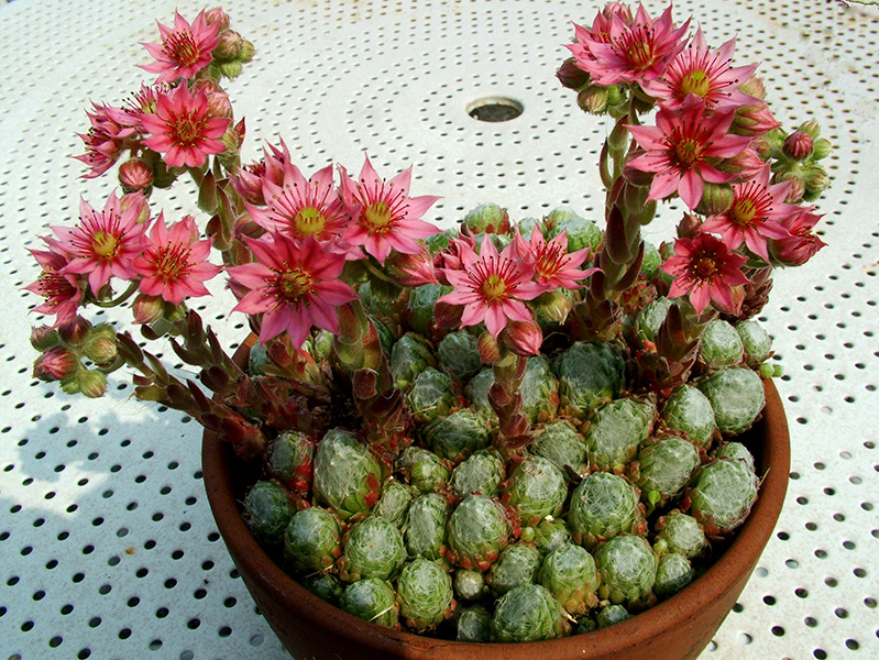 Sempervivum arachnoideum 