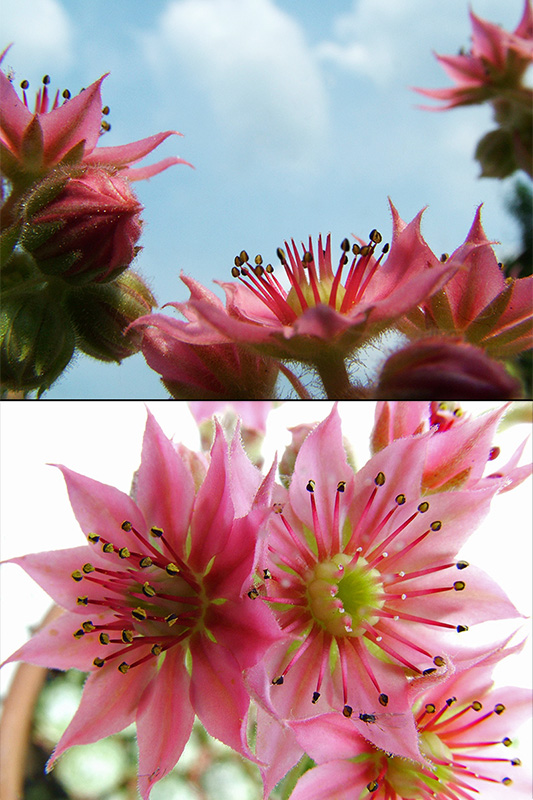 Sempervivum arachnoideum 