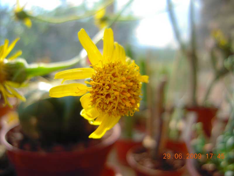 senecio scaposus