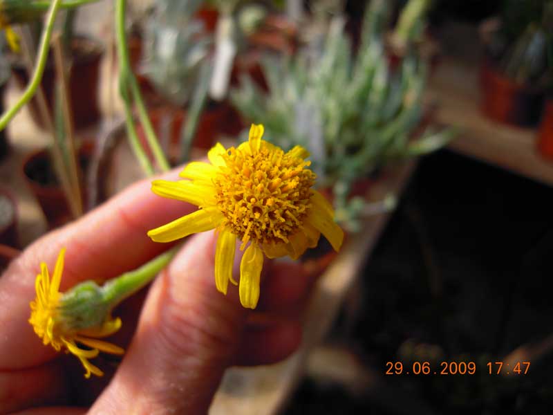 Senecio scaposus 