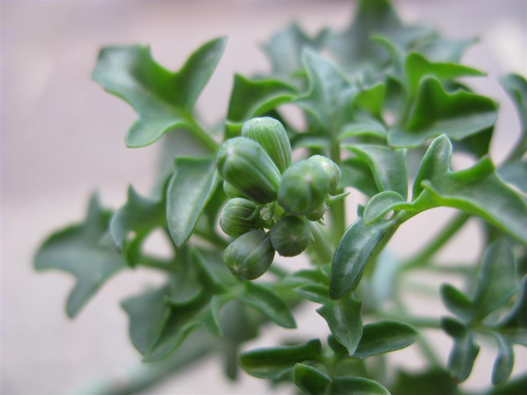 Senecio articulatus 