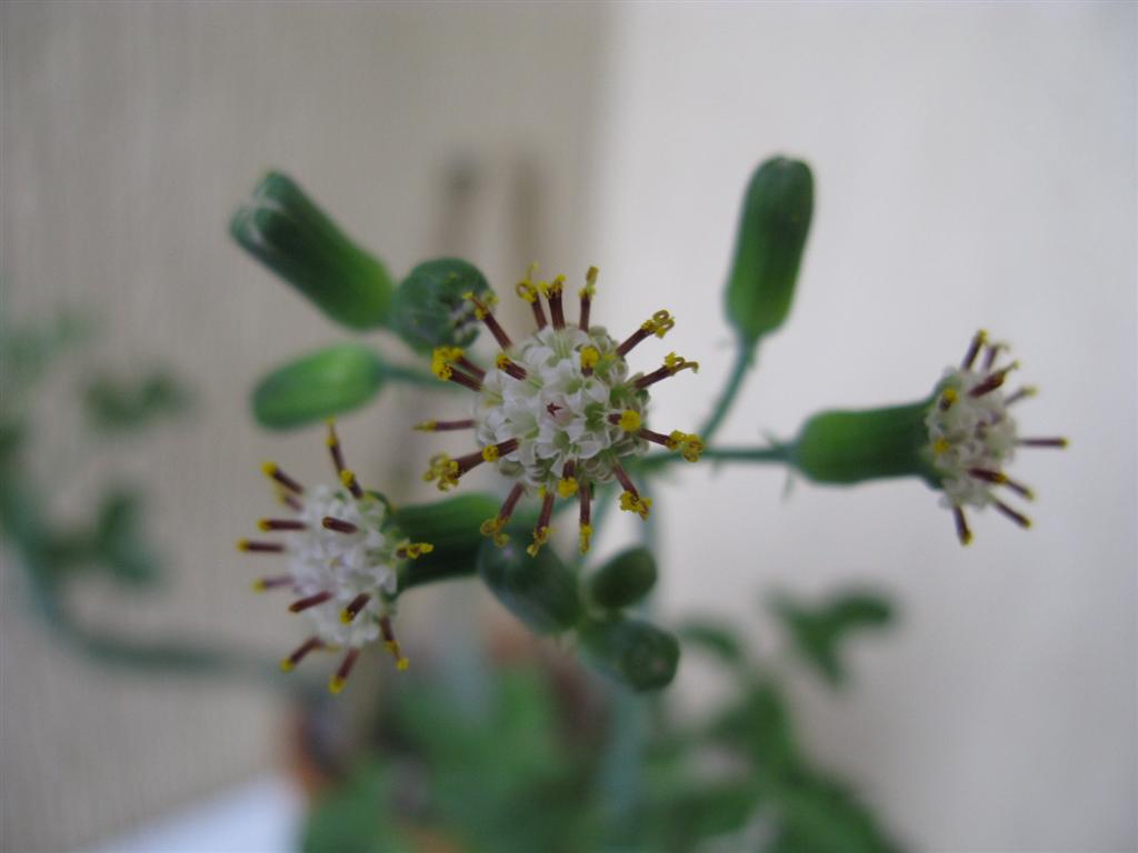 senecio articulatus