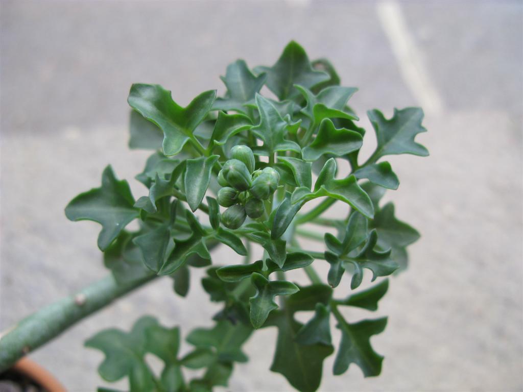Senecio articulatus 