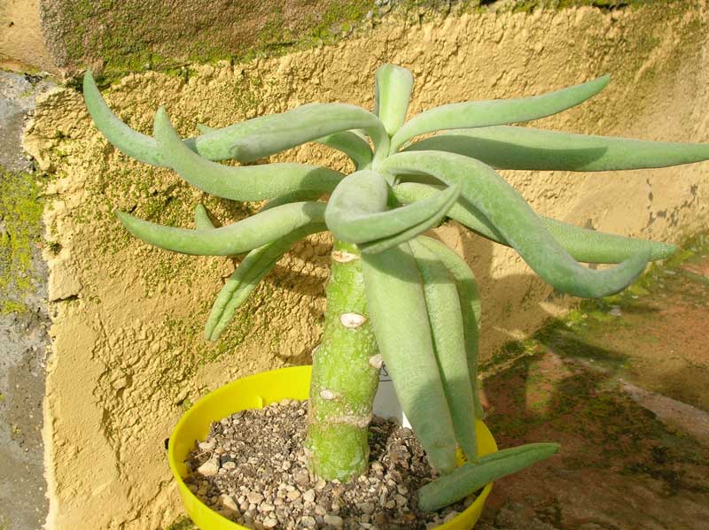 Senecio cephalophorus 