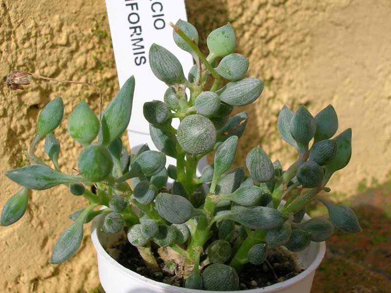 Senecio citriformis 