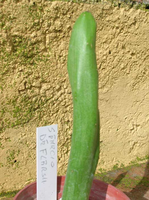 Senecio deflersii 