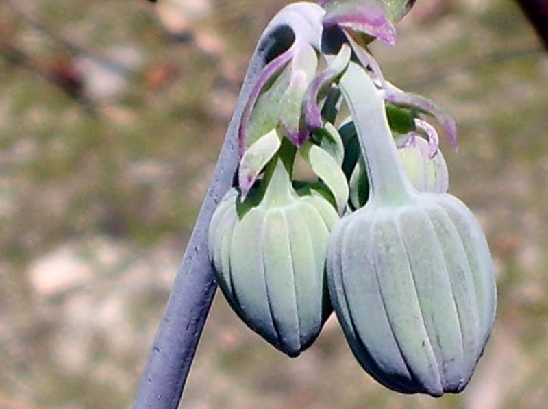 Kleinia fulgens 