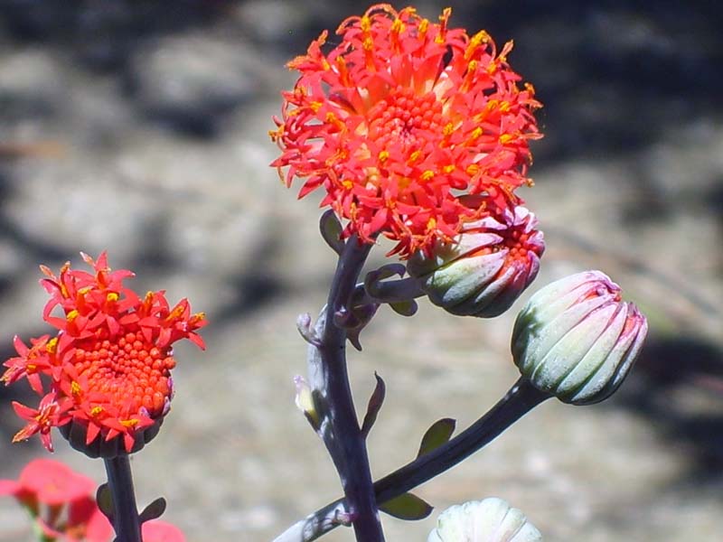 Kleinia fulgens 