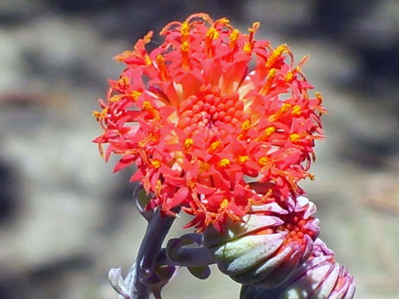 Kleinia fulgens 