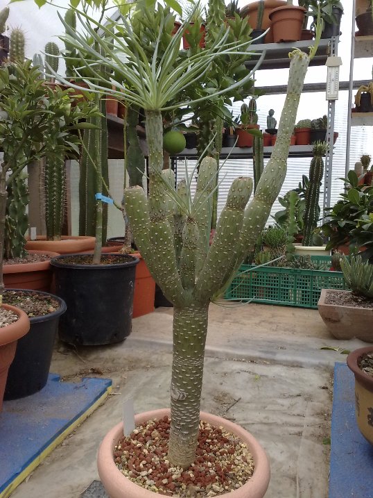 Senecio kleinia 