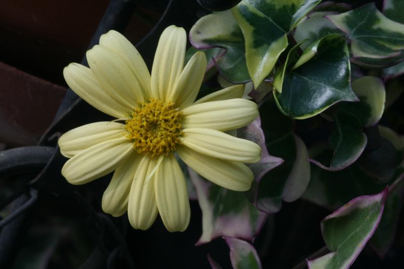 Senecio macroglossus 