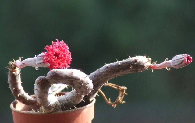 Senecio pendulus 