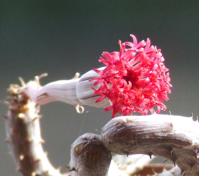 Senecio pendulus 