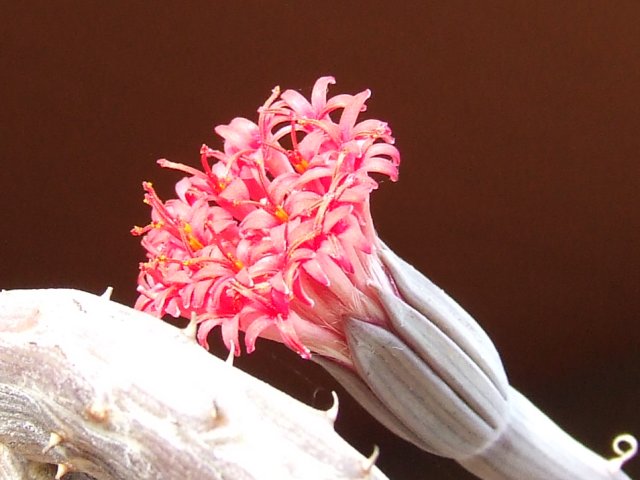 Senecio pendulus 