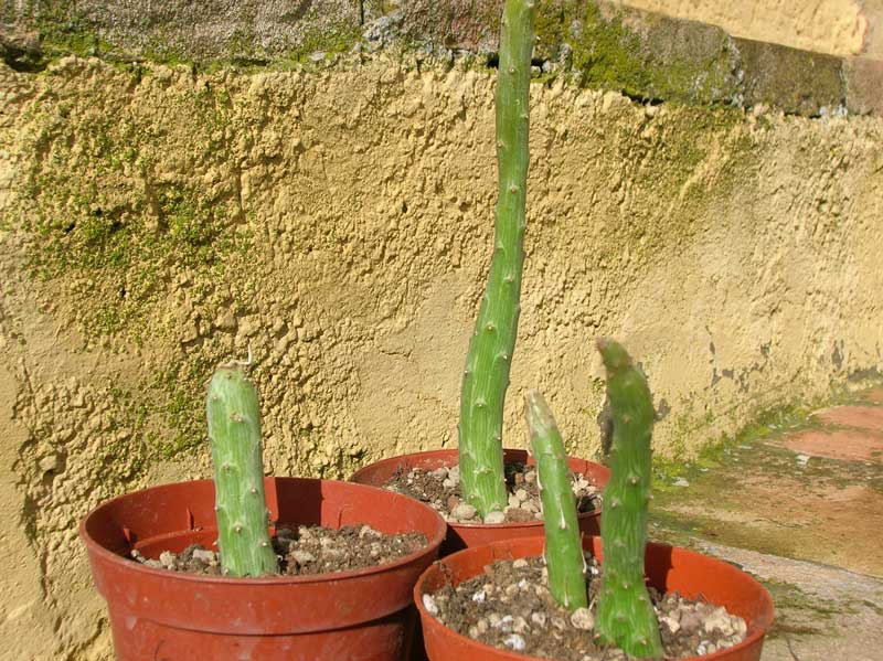 Senecio pendulus 