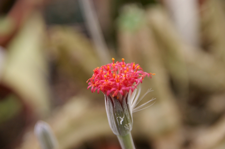 Senecio pendulus 