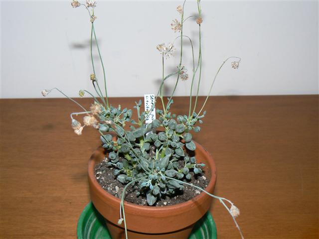 Senecio citriformis 