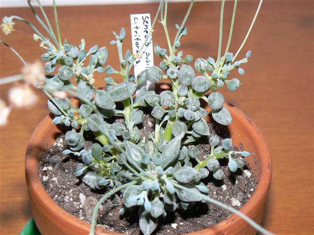 Senecio citriformis 