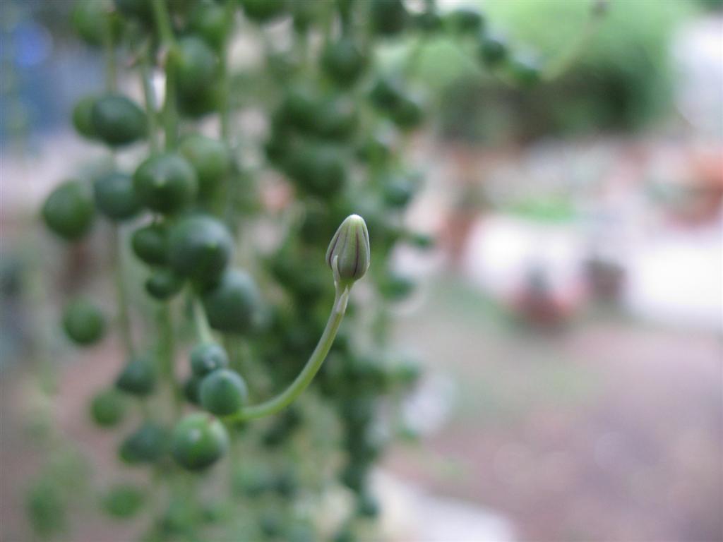 Senecio rowleyanus 