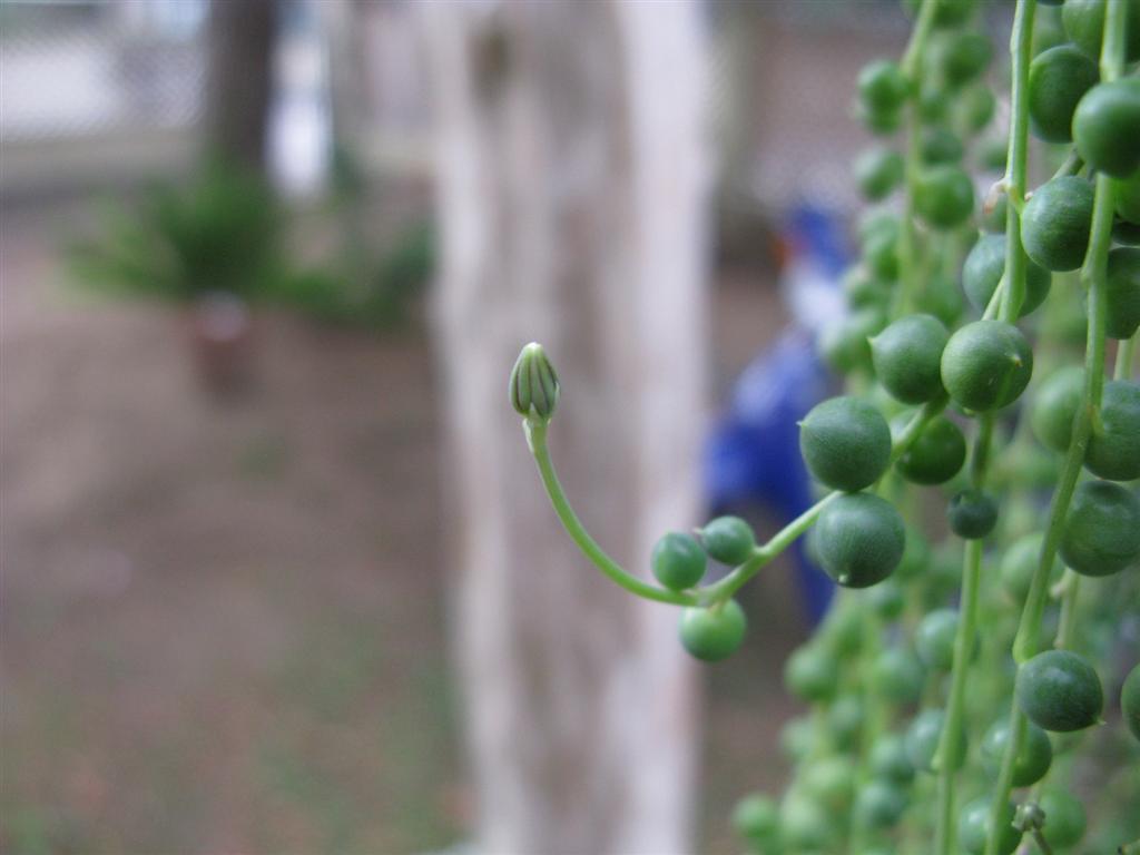 Senecio rowleyanus 