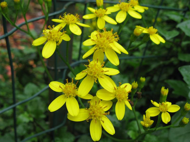 Senecio  