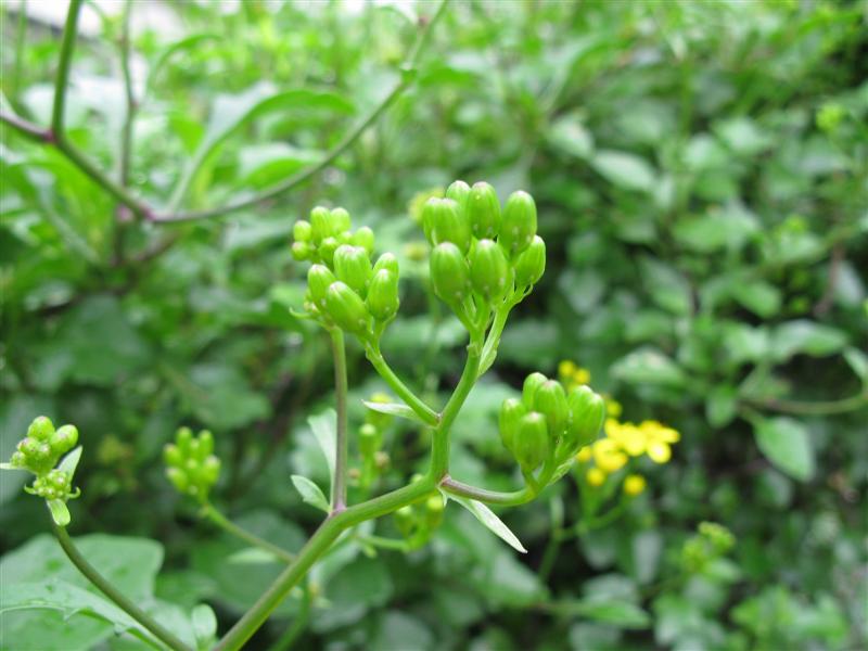 Senecio  