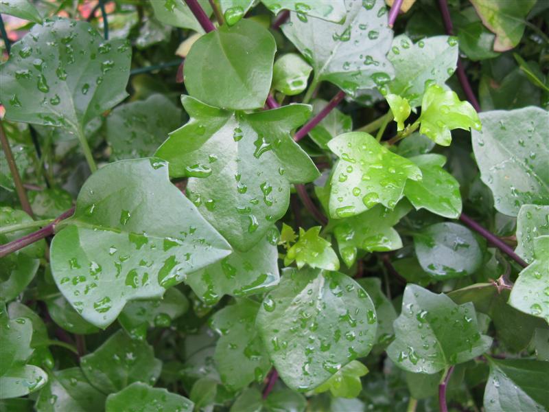Senecio  