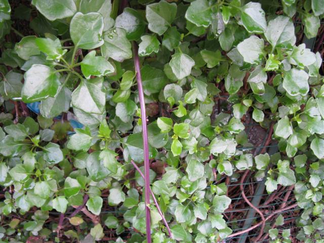 Senecio  