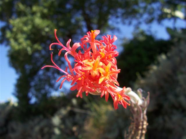 Senecio stapeliiformis 