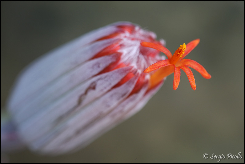 senecio stapeliiformis